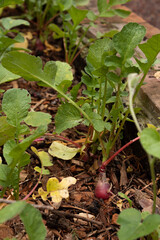 Orchard of red and fresh radishes not yet harvested