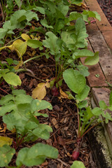 Orchard of red and fresh radishes not yet harvested