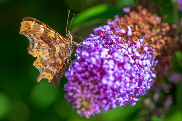 Comma butterfly Polygonia c-album on purple buddlja flowers