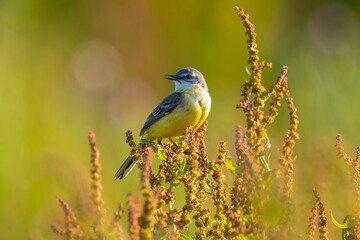 Closeup of a male western yellow wagtail bird Motacilla flava singing