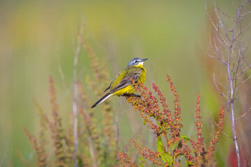 Closeup of a male western yellow wagtail bird Motacilla flava singing