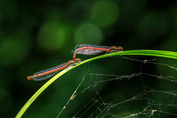 Detail closeup of a large red damselfly Pyrrhosoma nymphula
