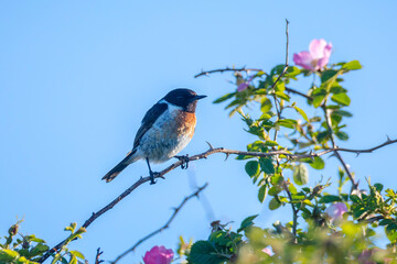 Stonechat, Saxicola rubicola, bird perching