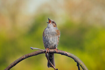 Dunnock Prunella modularis bird singing during Springtime