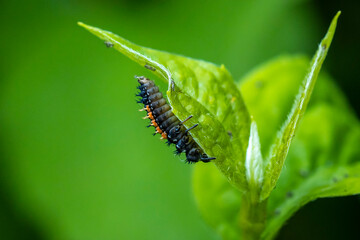Ladybug larva insect Coccinellidae closeup