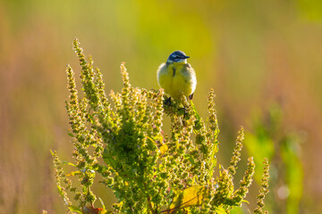 Closeup of a male western yellow wagtail bird Motacilla flava singing