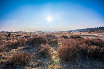 Colorful moorland landscape, national park Hoge Veluwe Holland