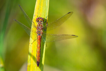 Vagrant darter male Sympetrum vulgatum