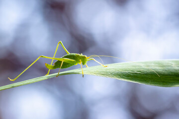 Speckled bush-cricket Leptophyes punctatissima