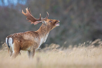 Fallow deer stag, Dama Dama, with big antlers during rutting in Autumn season
