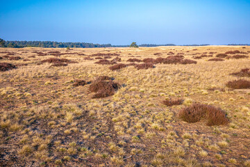 Colorful moorland landscape, national park Hoge Veluwe Holland