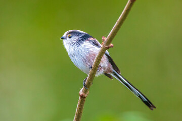 Closeup of a long-tailed tit or long-tailed bushtit, Aegithalos caudatus, bird foraging in a forest