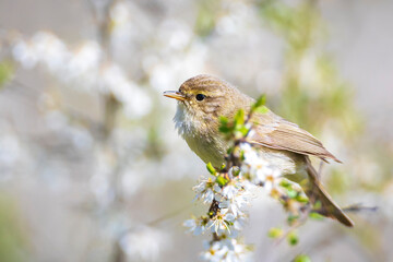 Common chiffchaff bird Phylloscopus collybita