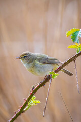 Common chiffchaff bird Phylloscopus collybita
