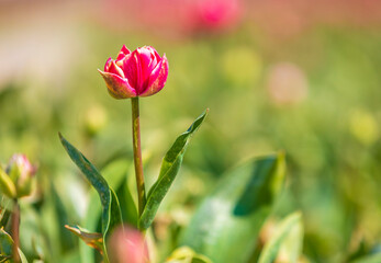 Blooming colorful Dutch tulips flower field with a blue sky during Spring season