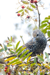 Common starling bird Sturnus vulgaris eating berries fruit