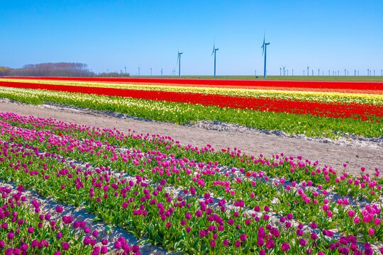Blooming colorful Dutch pink purple tulip flower field under a blue sky.