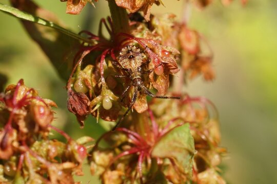 Closeup on a rusty brown nymp instar of the Dock bug, Coreus marginatus, camouflaged  in Rumex leafs