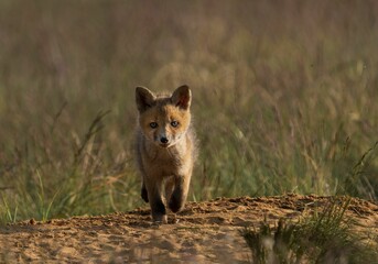 Selective of a kit fox (Vulpes macrotis) in grass