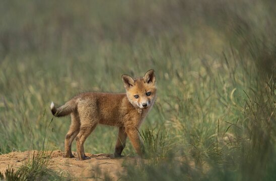 Selective of a kit fox (Vulpes macrotis) in grass