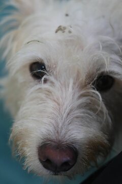 Westiepoo nz cheap