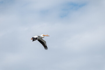 American White Pelican Flying