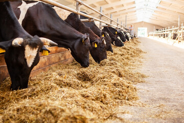 Cows are in a row, on a dairy farm, eating hay, the general plan.