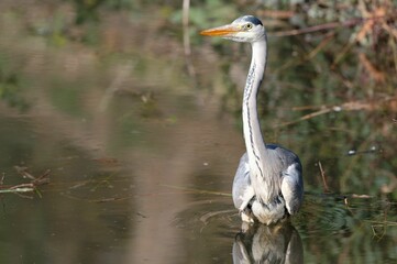 Closeup shot of a gray heron (Ardea cinerea) in a lake