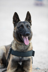 police dog posing for camera