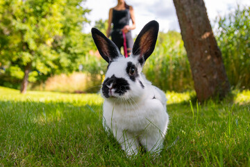 Little funny black and white rabbit on a leash walks in the garden. Walking a fluffy pet rabbit on...