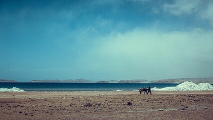 Horse in Tibet Lhasa landscape
