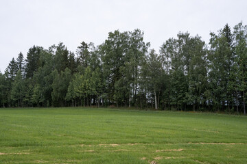 Fototapeta na wymiar Edge zone by a field of Toten, Norway, by Lausgarda.