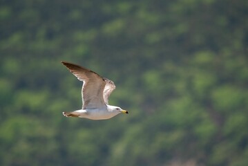 Closeup shot of a white gull in flight