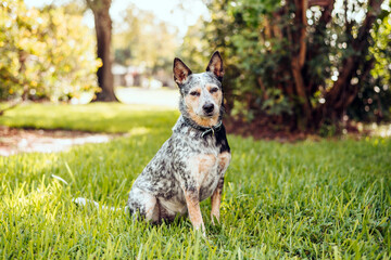 Australian Cattle Dog Blue Heeler sitting in a grassy field at sunset - Powered by Adobe