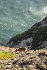 Obraz premium Deer on cliff edge 