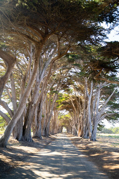 Cypress Tree Tunnel 