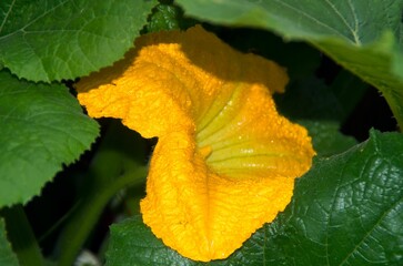 Pumpkin blossom glistens after an early morning rain shower