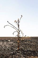 Burned plant in a burned field