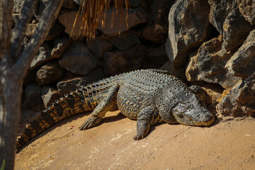 Krokodil im Monkey Park auf Teneriffa