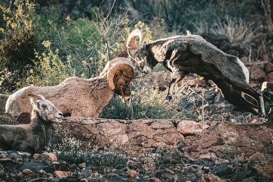 Beautiful View Of Bighorn Sheep Fighting With Each Other