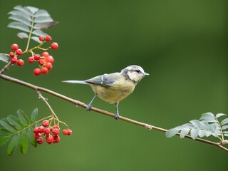 Cute Eurasian blue tit perched on a rowan tree branch isolated on a green background