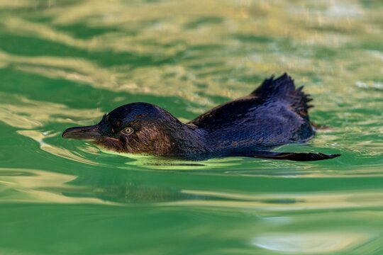 Adorable little blue penguin swimming in the green water