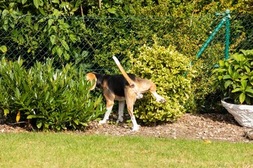 Back view of a Beagle peeing in the garden