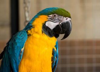 beautiful portrait blue and yellow macaw ara.parrot looks eats treat
