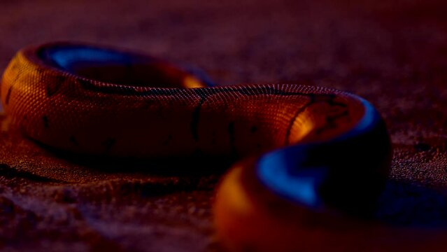 Closeup view of a snake in HD
