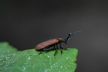 Macro of a  click beetle (Athous haemorrhoidalis)