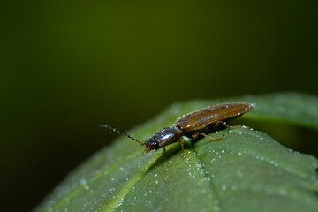 Macro of a  click beetle (Athous haemorrhoidalis)