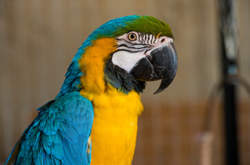 beautiful portrait blue and yellow macaw ara.parrot looks eats treat