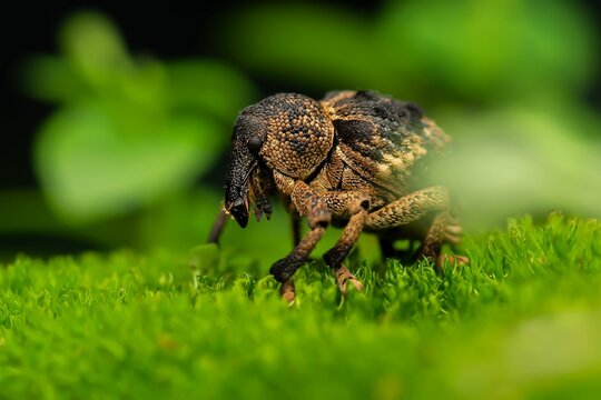 Closeup of a Snout Beetle or True Weevil standing on a short grass