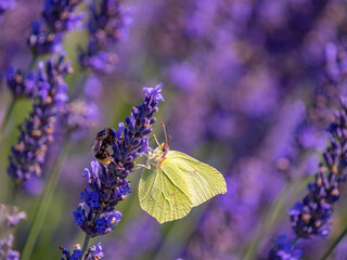 lavender flowers and butterfly and bee